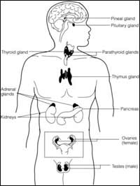 Review/Games - Endocrine System