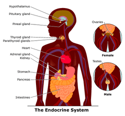 Endocrine System - Home